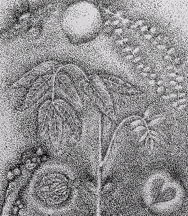 KATTIE - Juglans nigra - 2005