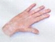 KATTIE - Handstudie - 2006 - zum Vergrößern bitte klicken!